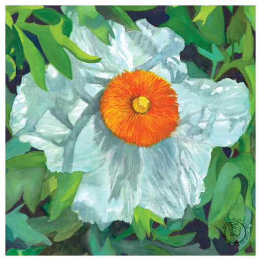 Wheelgirlart Matilija Poppy Fried Egg Flower HD ChromaLuxe® ALUMINUM PHYSICAL PRINT