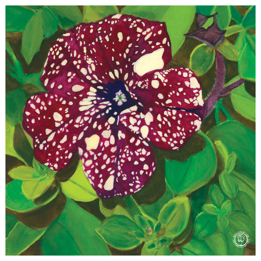 Wheelgirlart Petunia Starry Sky Burgundy HD ChromaLuxe® ALUMINUM PHYSICAL PRINT